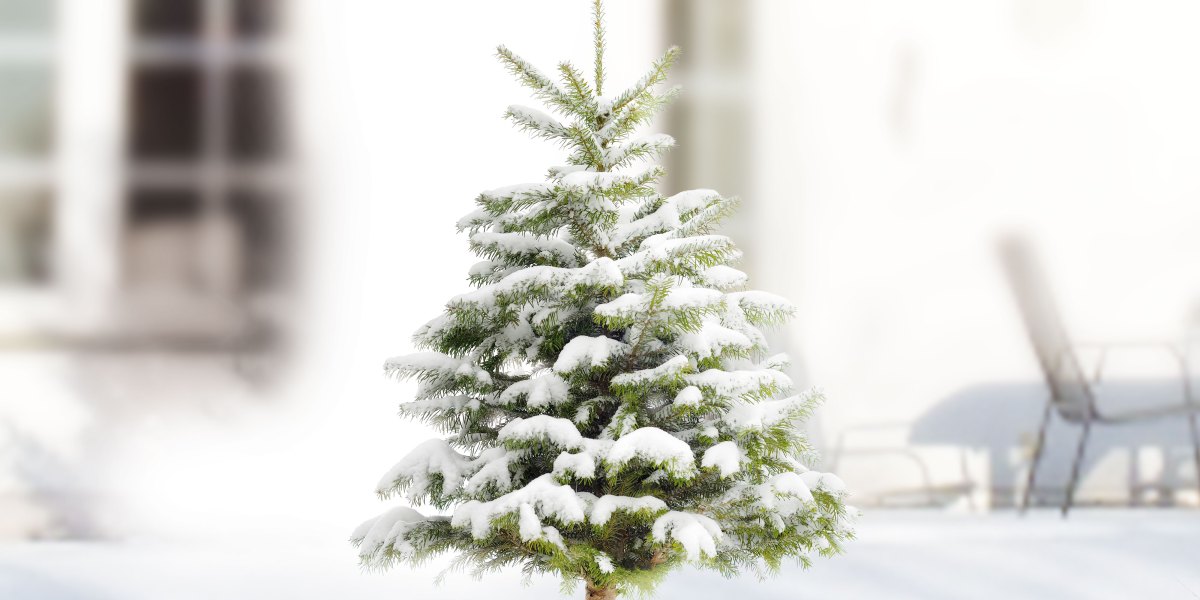 Sunset Loves: The Krinner Tree Stand