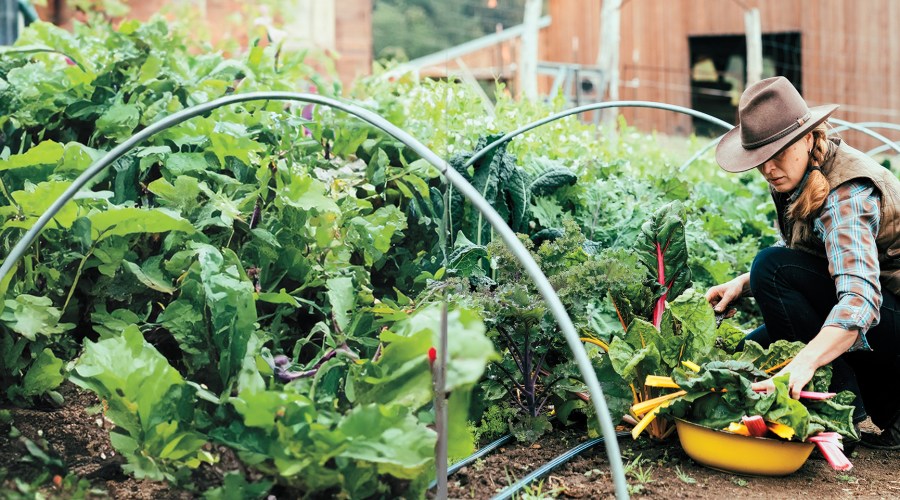 5 Vegetables You Can Actually Plant in November