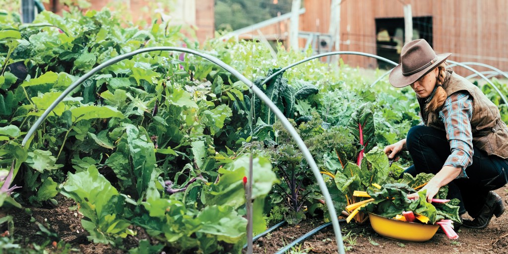 5 Vegetables You Can Actually Plant in November