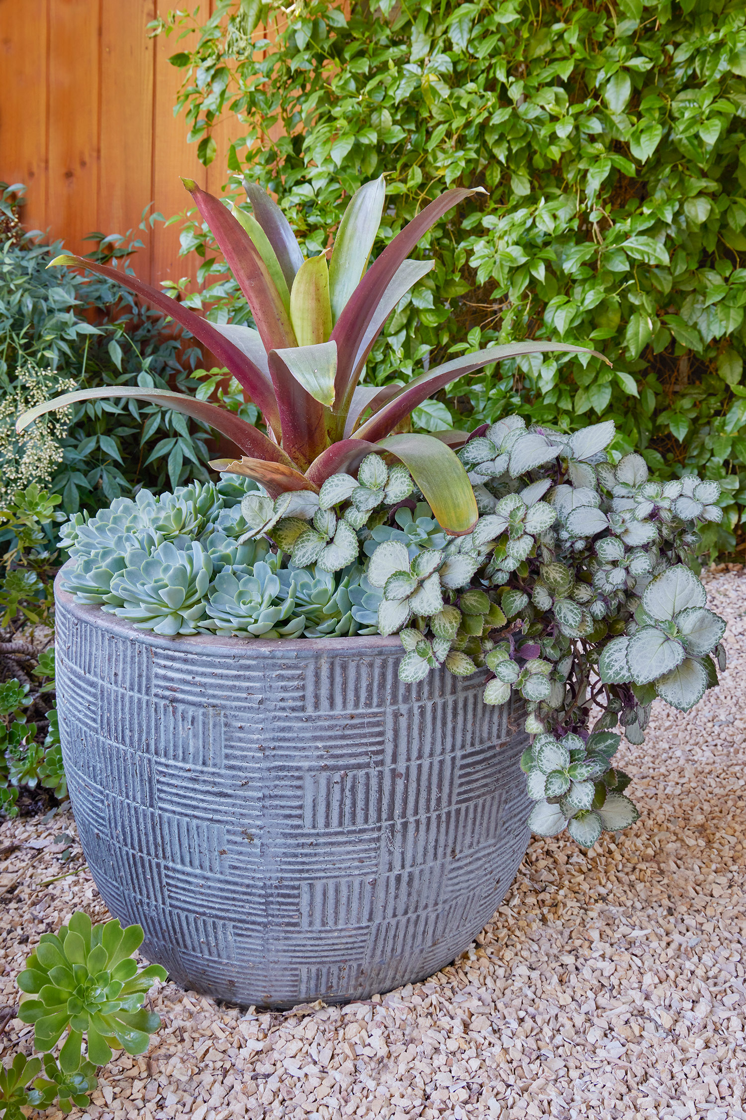 Container Pot from Designing the Lush Dry Garden