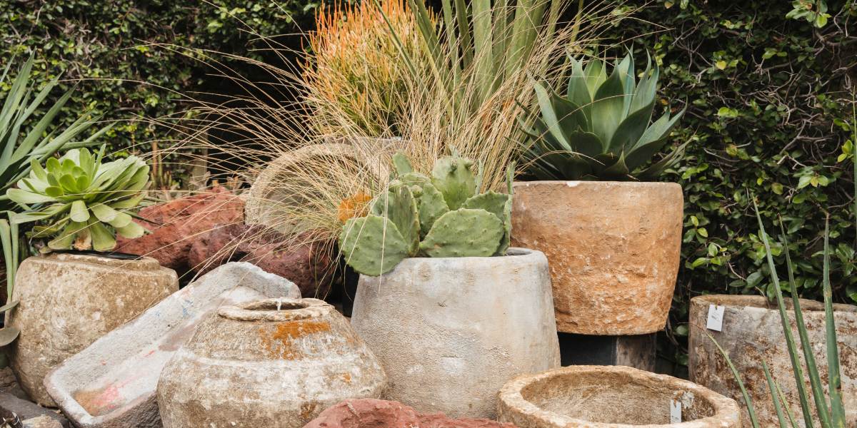 Cactus and Native Grass