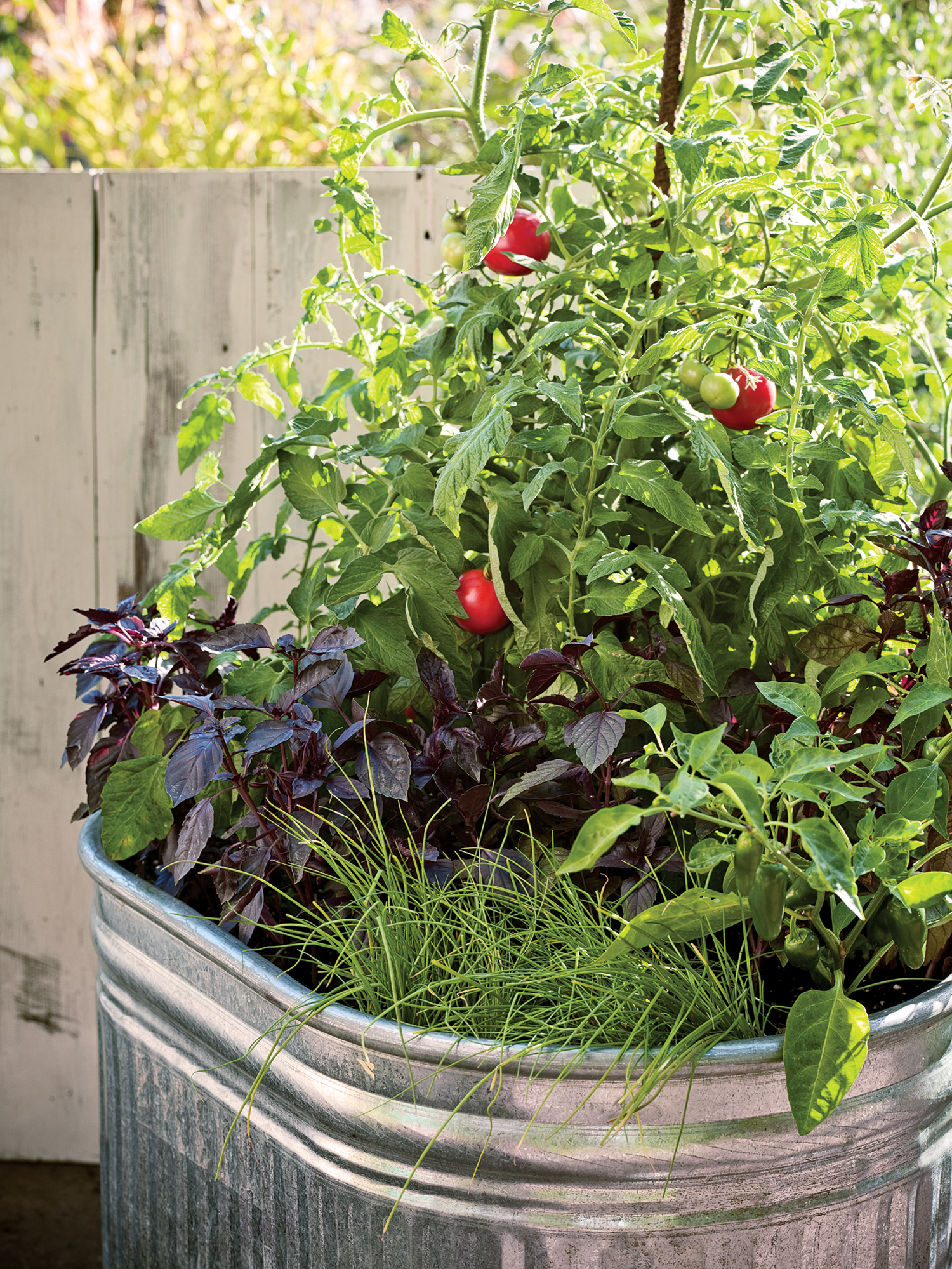 Container Garden Tomato