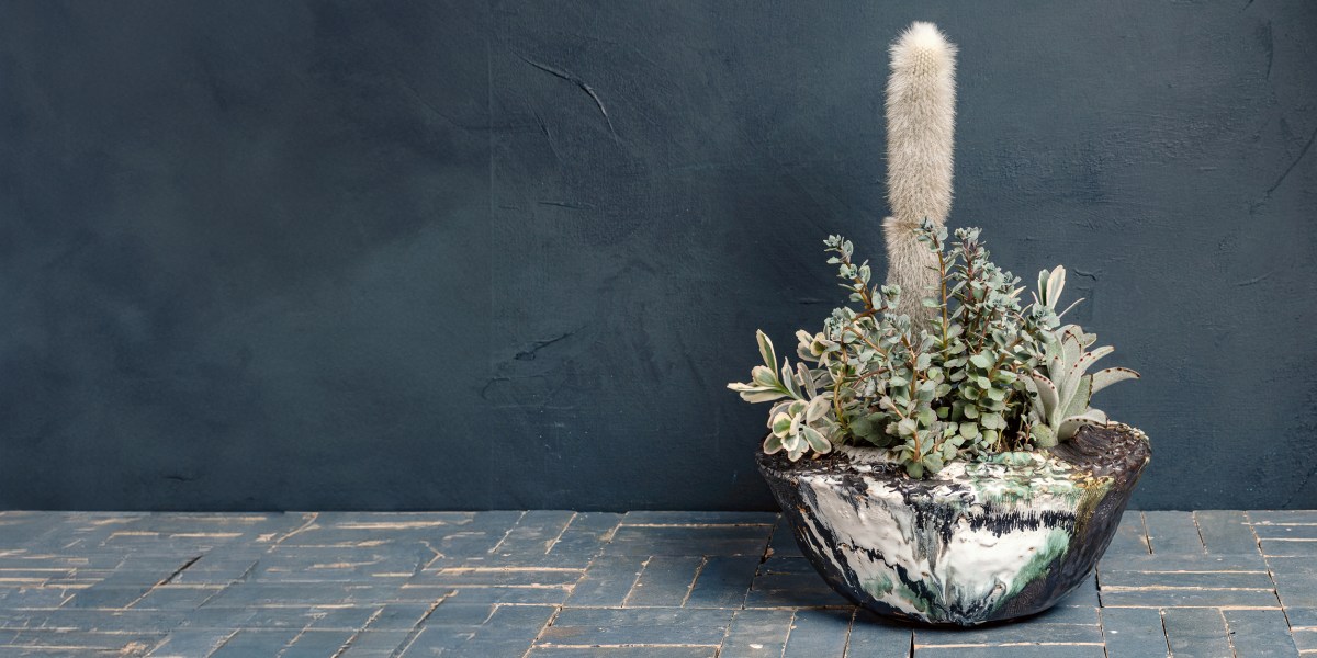 Cactus in a Textured Ceramic Bowl