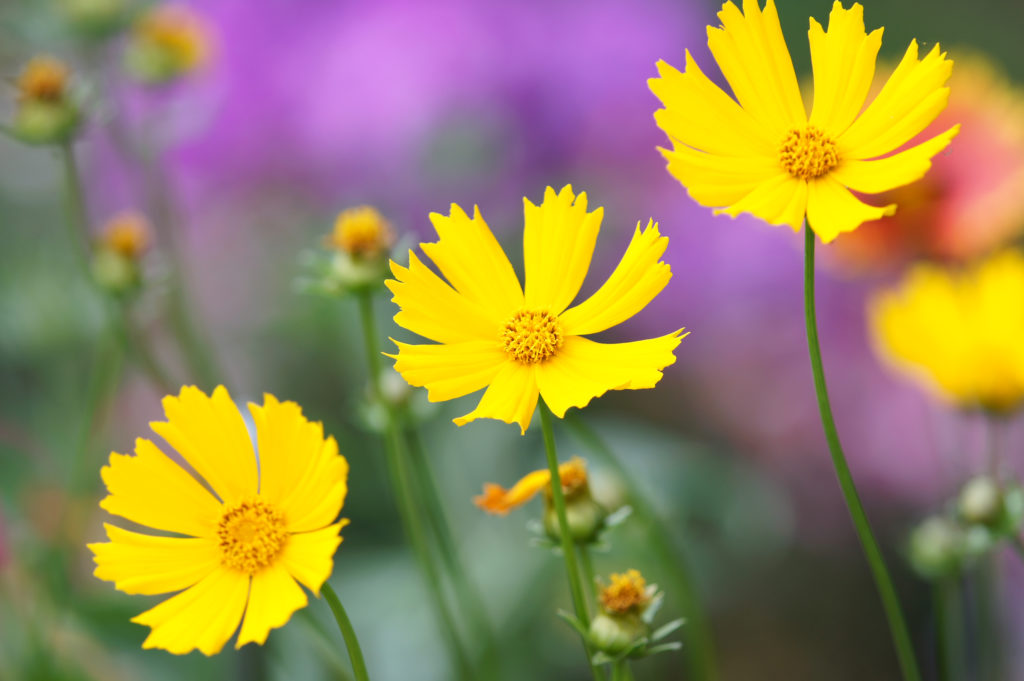 coreopsis varieties