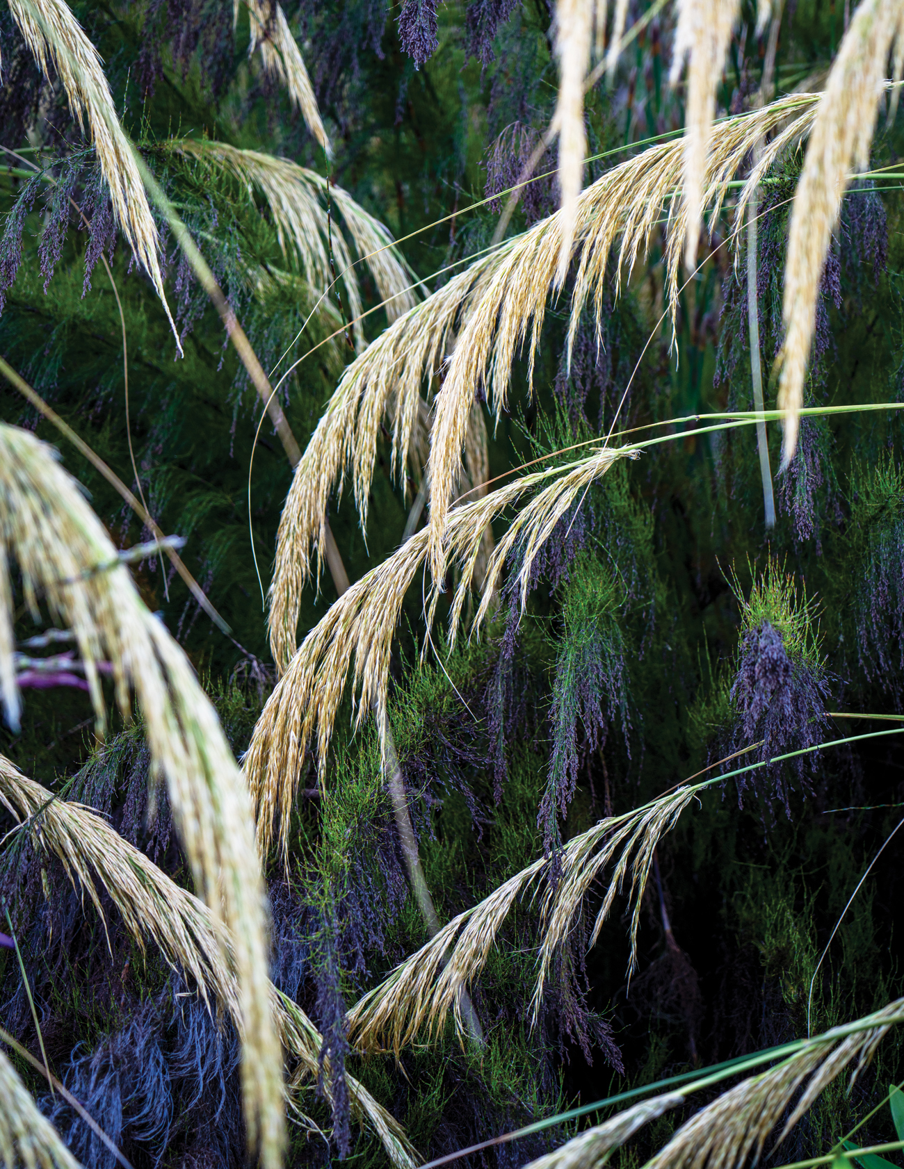 Cortaderia Fulvida Flowers