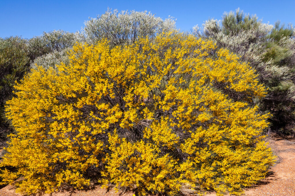 Creosote Bush Larrea Rridentata Spiked Wattle