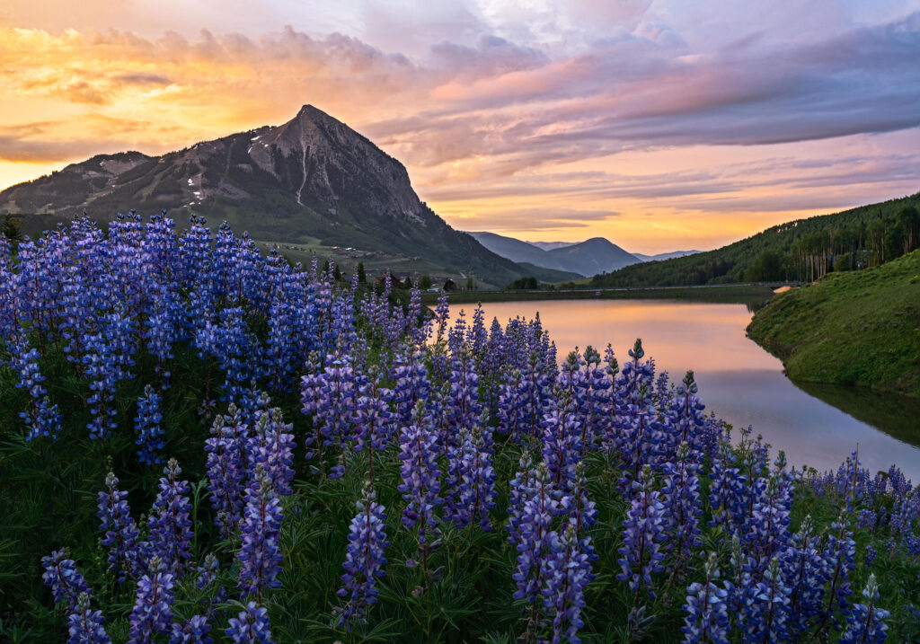 Crested Butte Wildflower Festival
