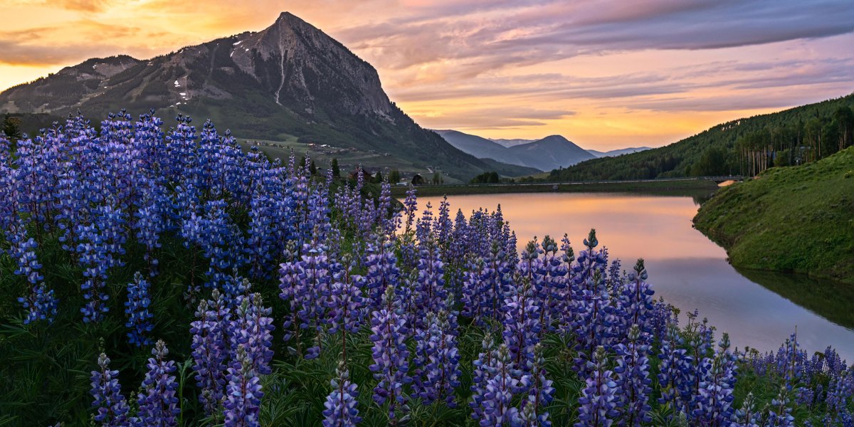 Crested Butte Wildflower Festival