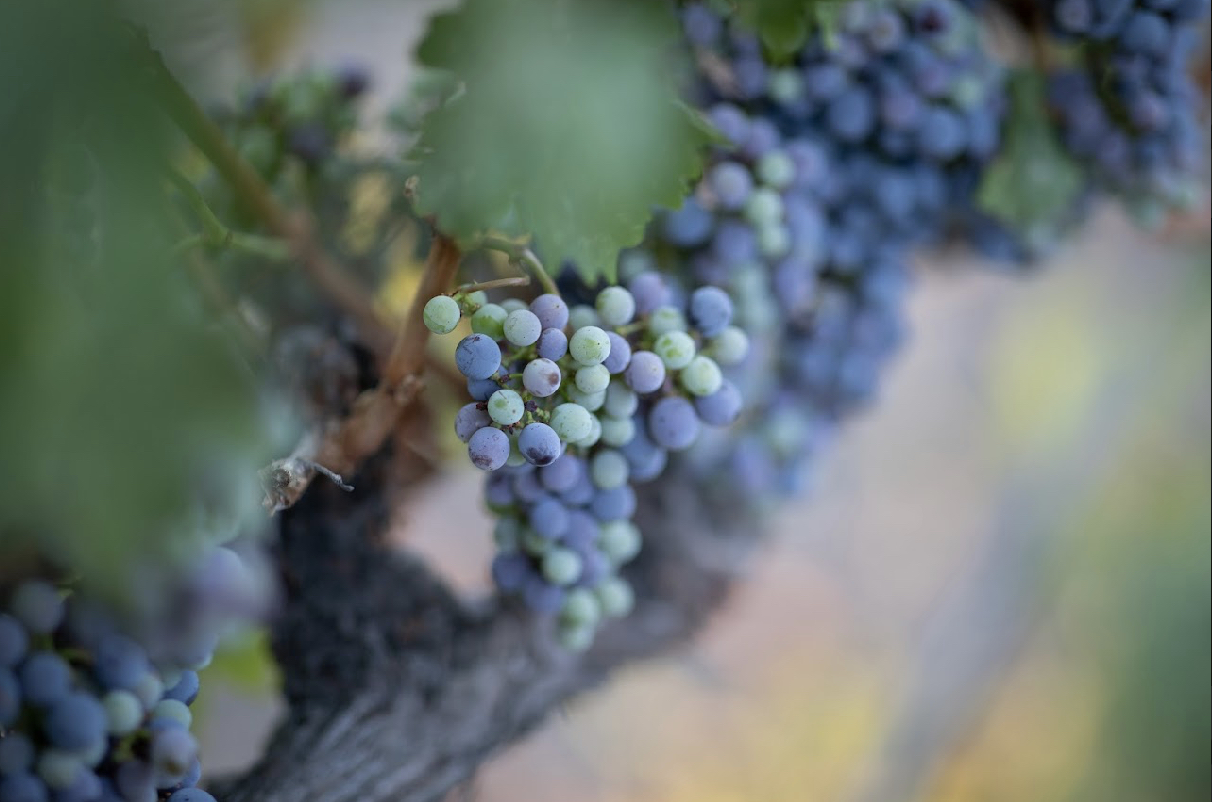 50-year-old-vines