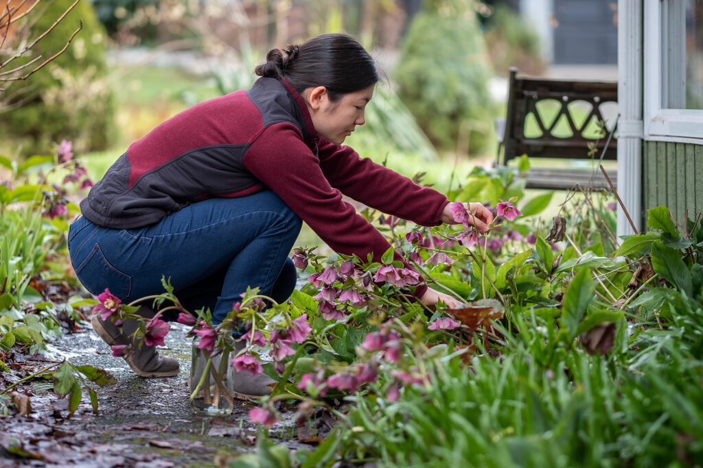 Cutting Flowers Hellebores in Garden