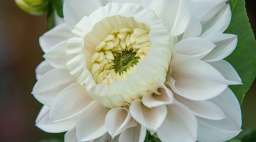 Daffodahlia Close-Up