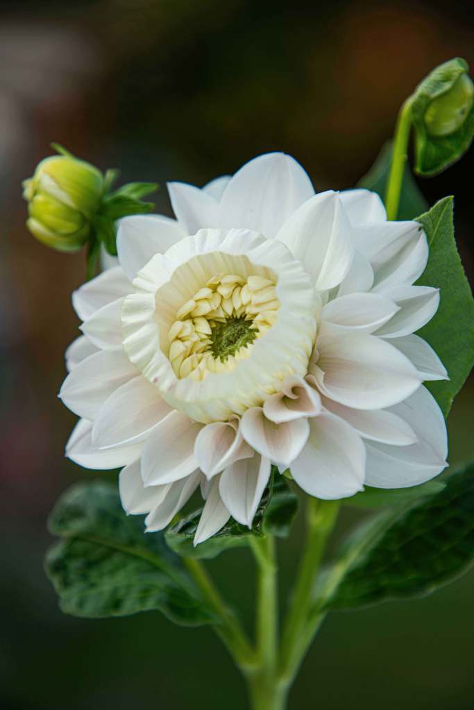 The Internet Is Losing Its Mind Over This New ‘It’ Flower