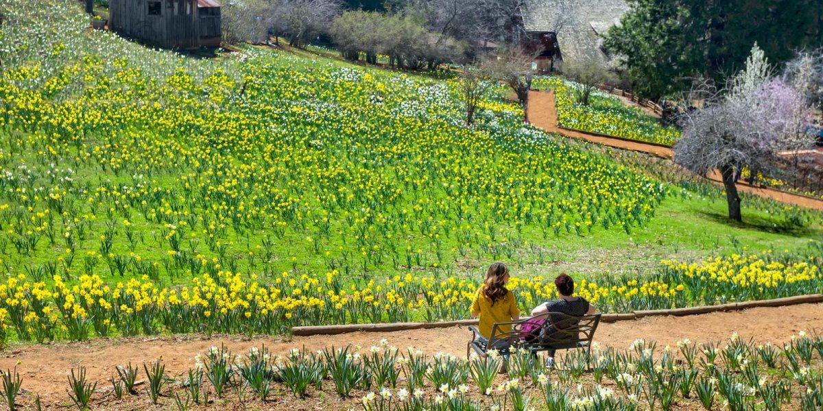 Daffodil Hill, Volcano, CA