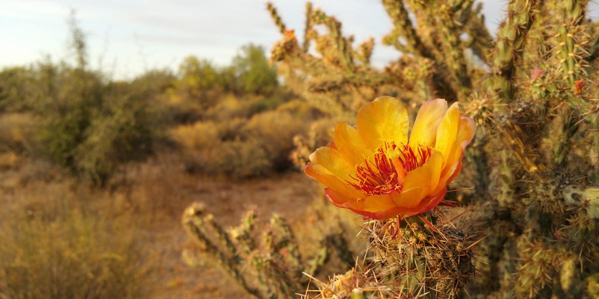 Cactus Blossom Season Has Arrived! Check out These Beauties Blooming Throughout the West