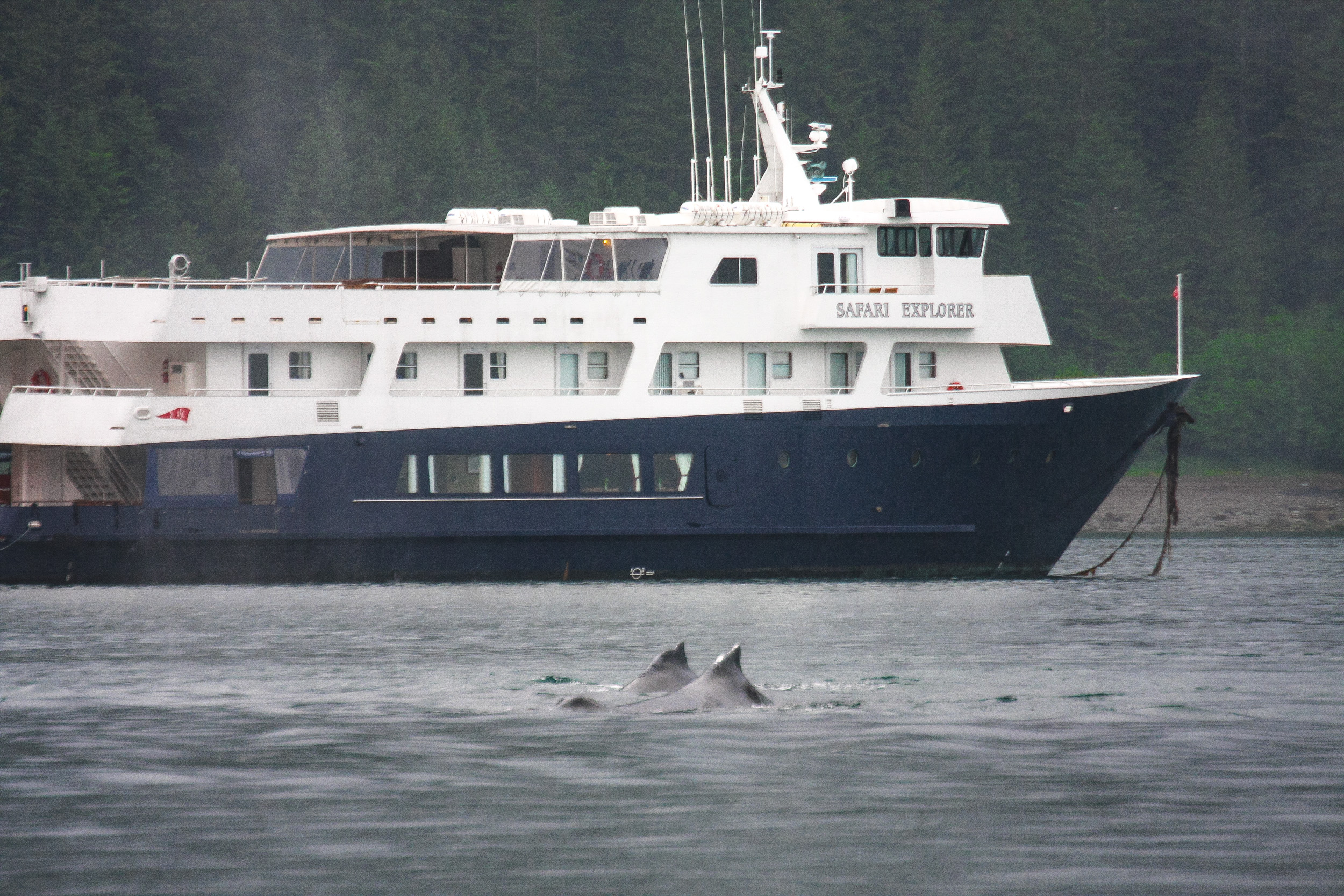 view-humpback-whales-up-close-aboard-a-small-ship-in-prince-william-sound-alaska
