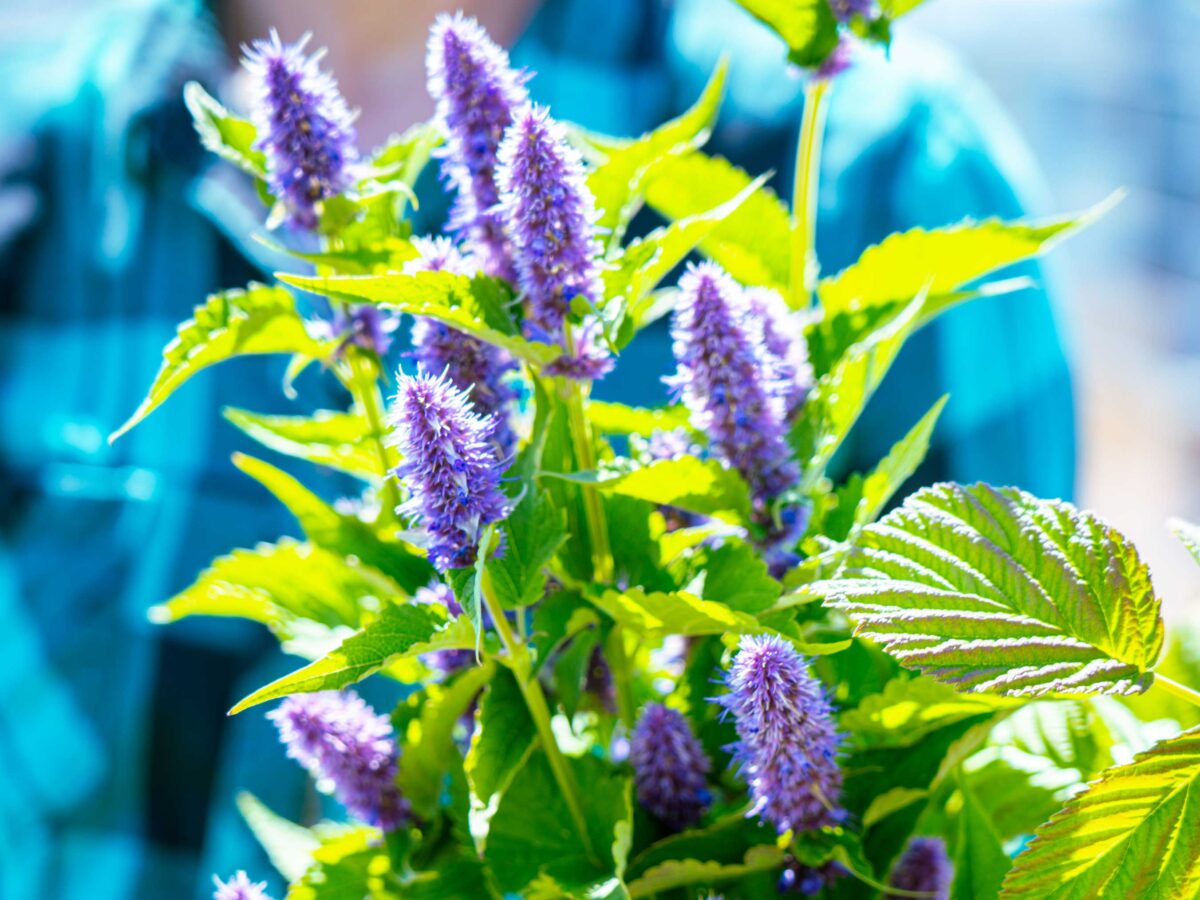 Bluma Flower Farm Lavender