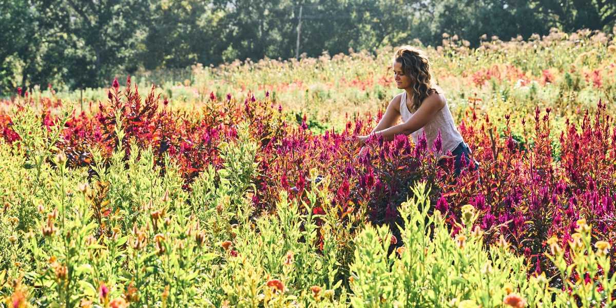 Harvesting Flowers at Full Belly Farm