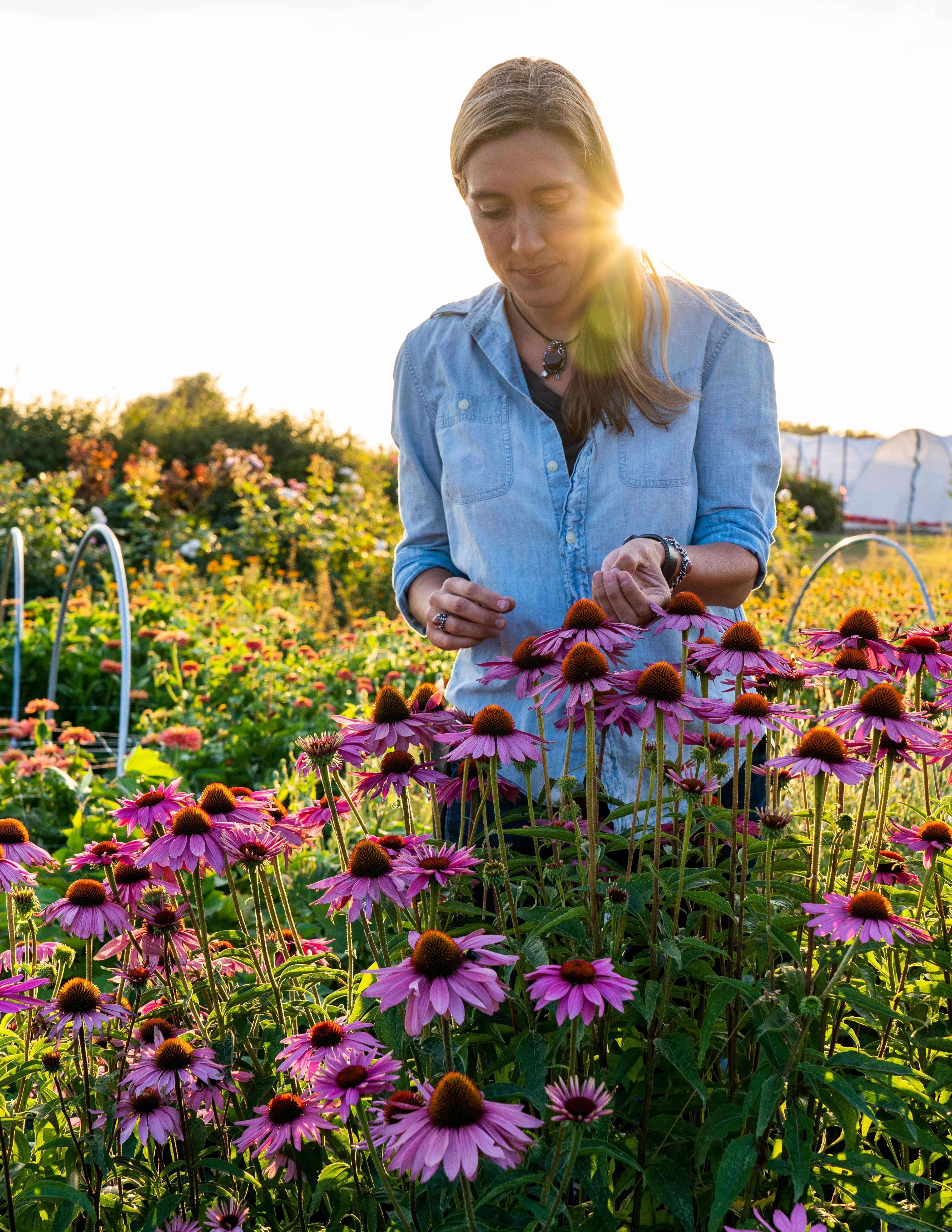 Pruning Purple Flowers