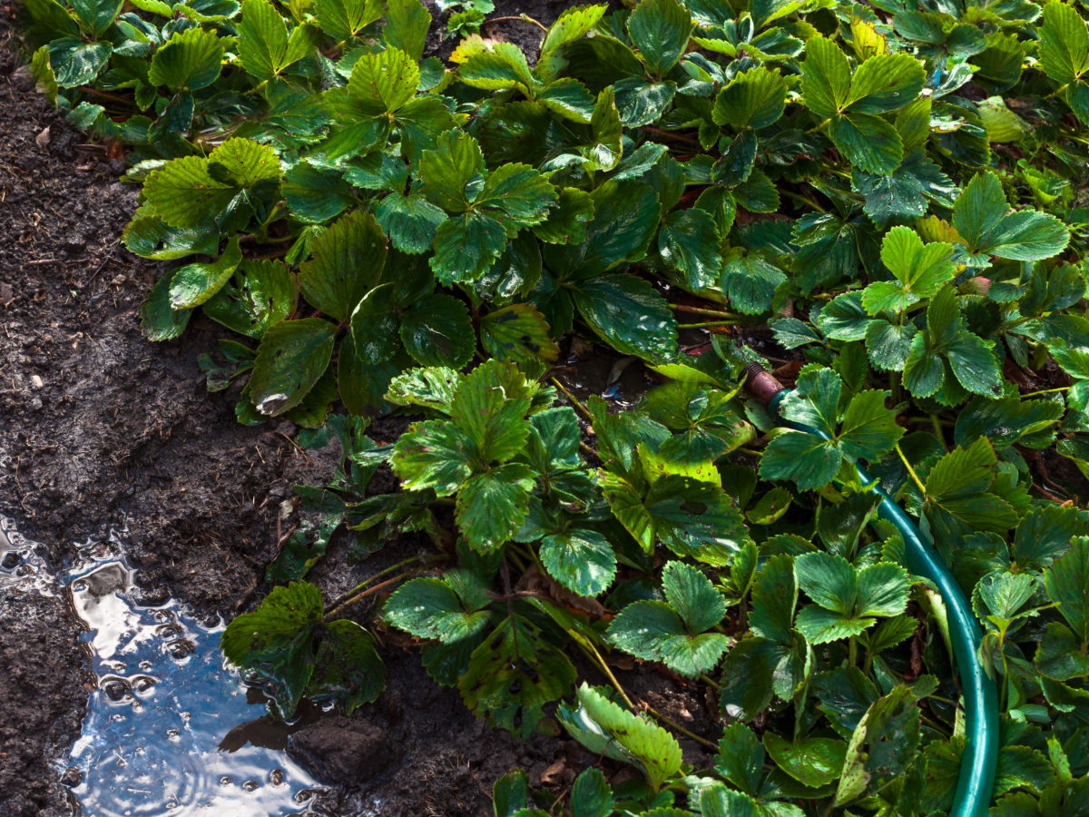 lazy garden tips: water heavily but less often