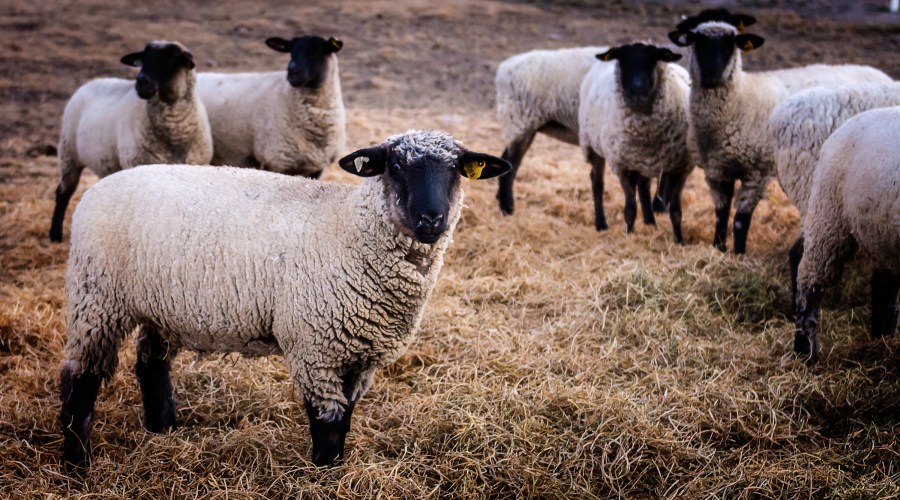 the-wests-local-meat