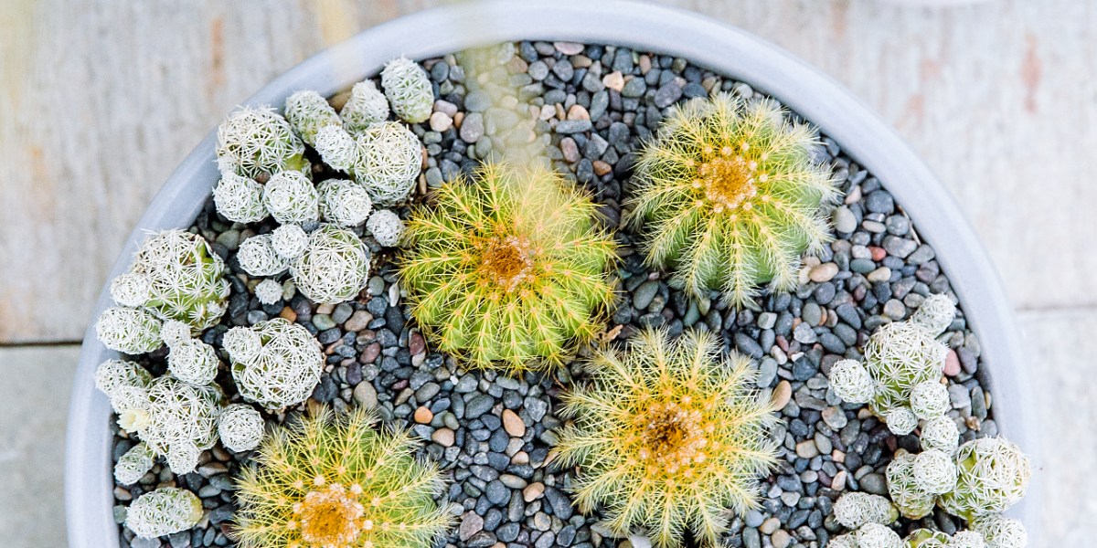 Yellow and green cactuses in a planter