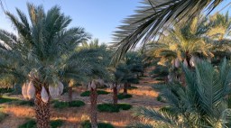 Organic Medjools Production