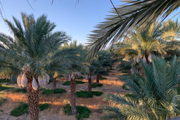 5 Desert Trees to Plant Now for a More Resilient Landscape
