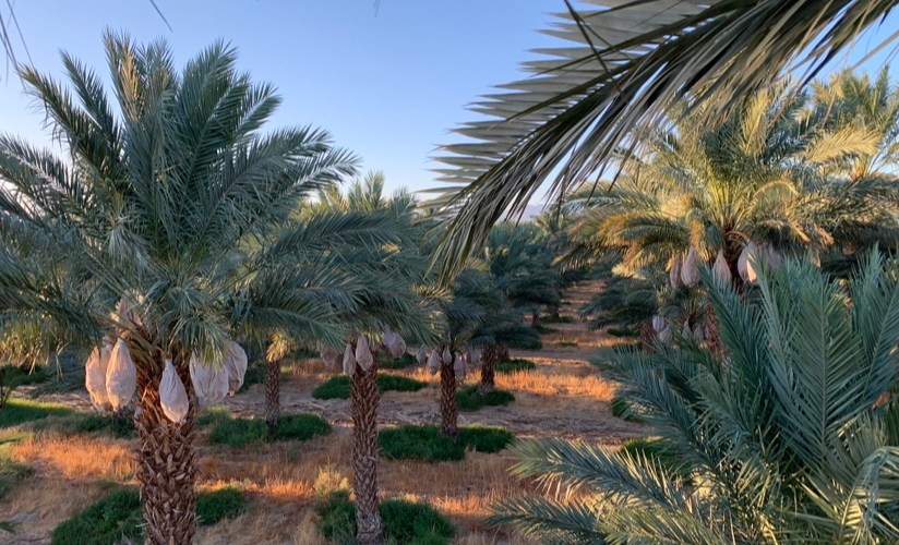 5 Desert Trees to Plant Now for a More Resilient Landscape