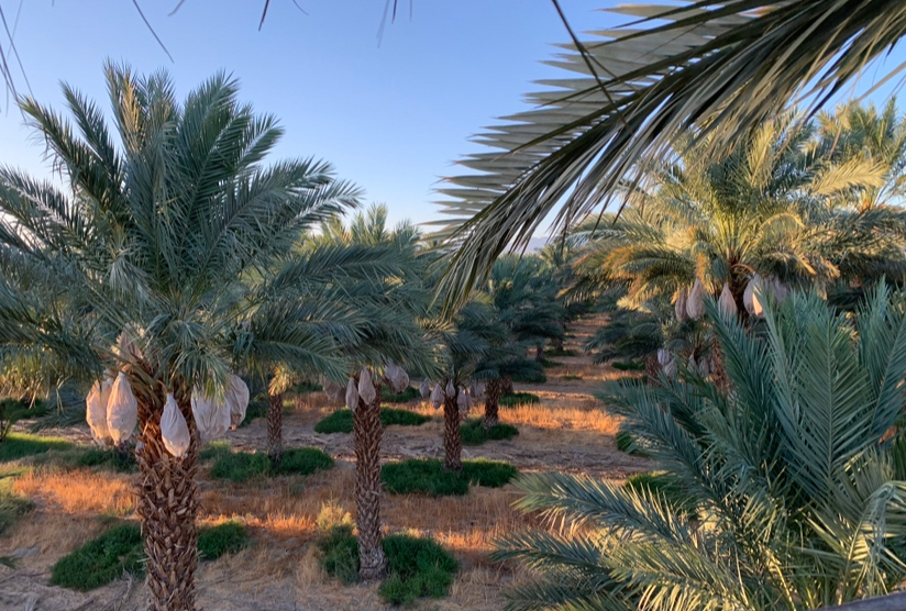 Organic Medjools Production