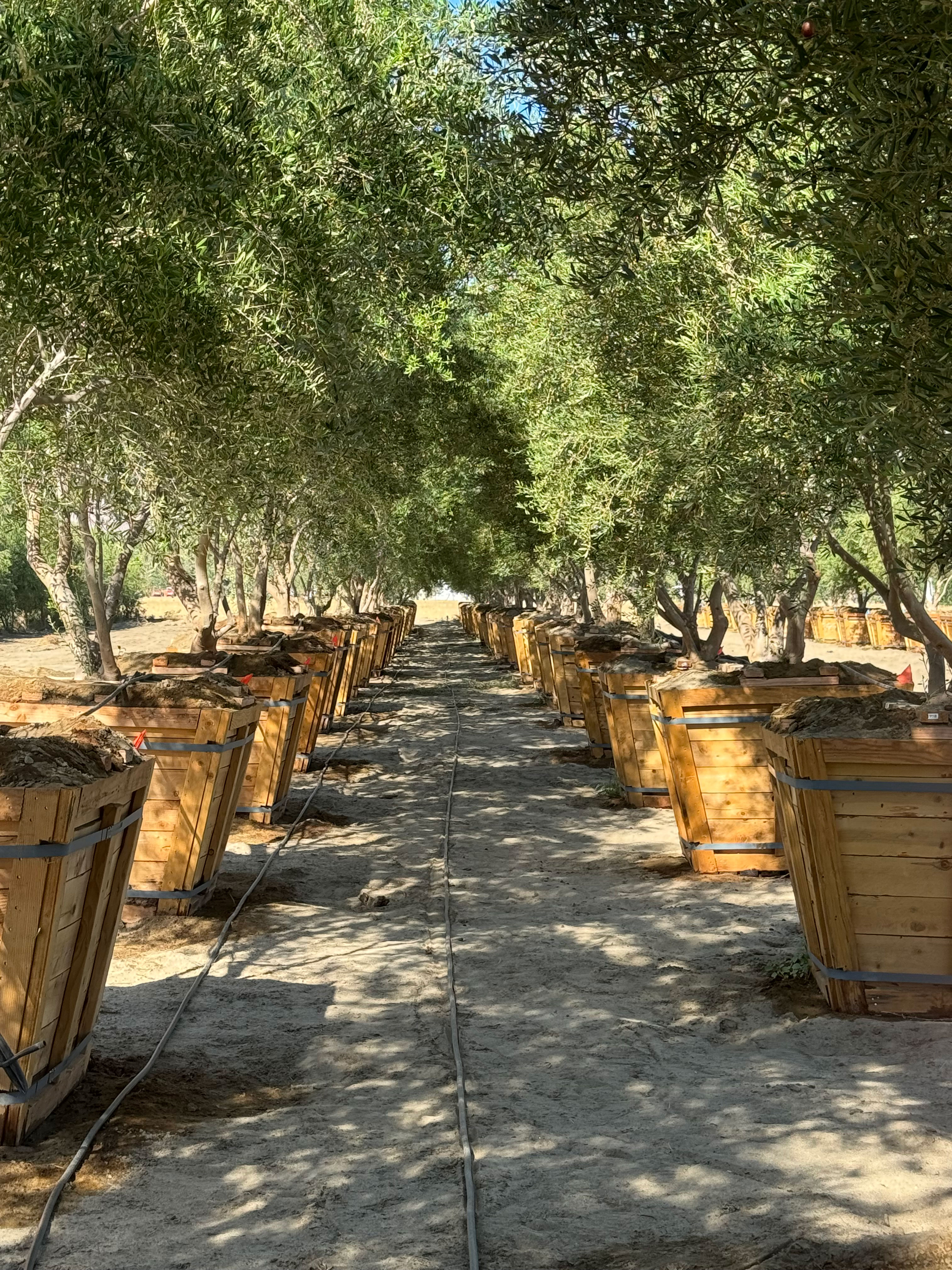 Row of Wilson Olives