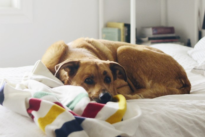Dog with Pendleton Blanket
