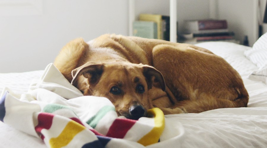 How to Keep Your Dog Calm During the 4th of July