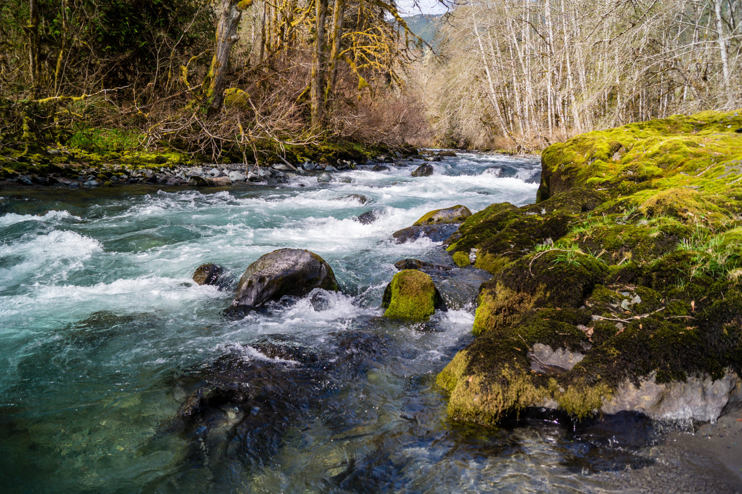 River flowing through forest