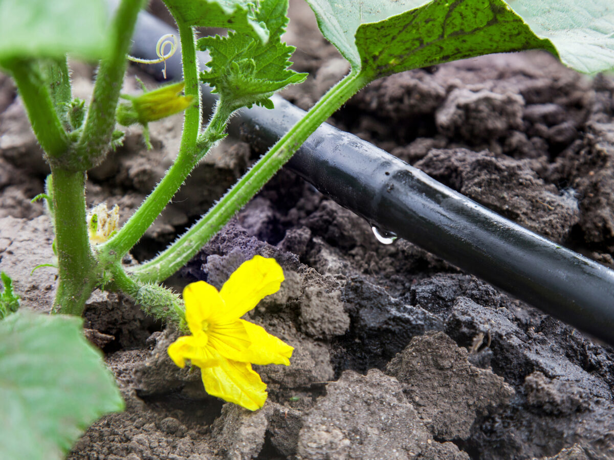 Drip Irrigation