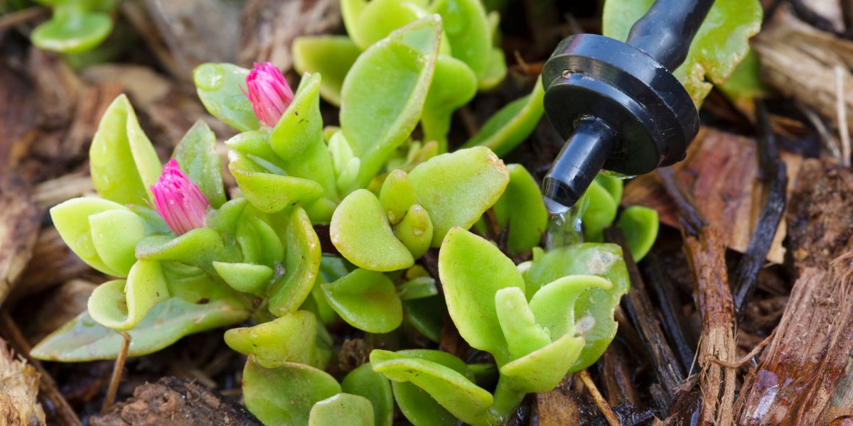 Water Drip System and Iceplant