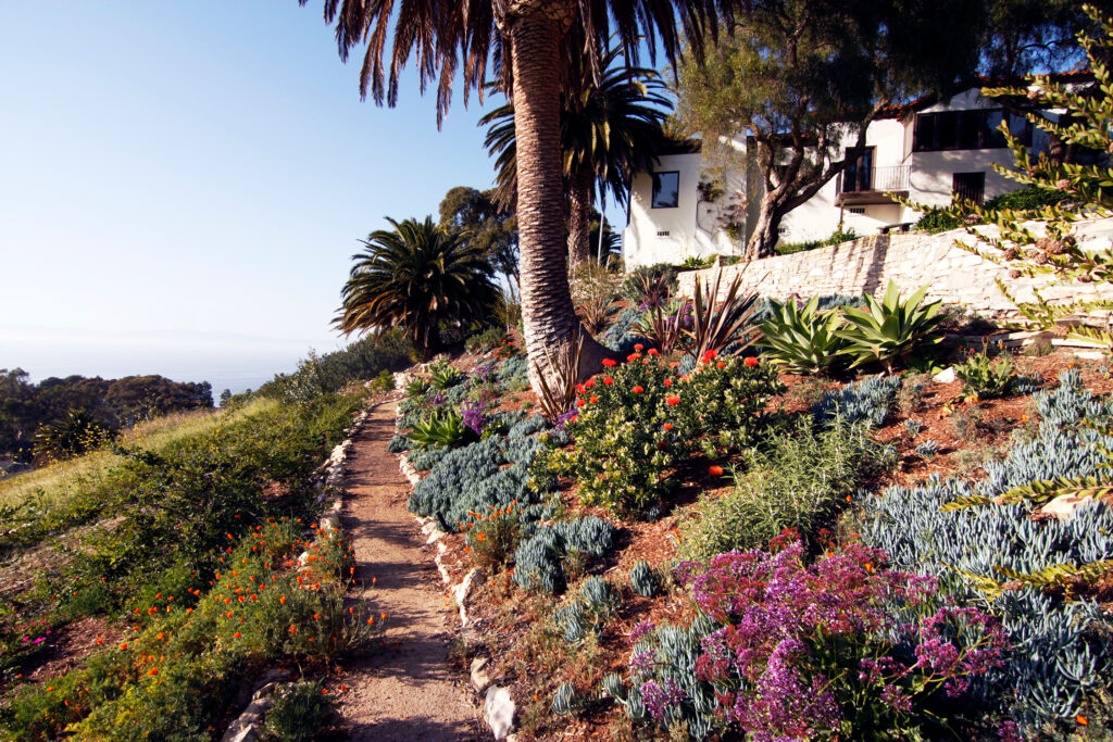 Drought Tolerant Garden