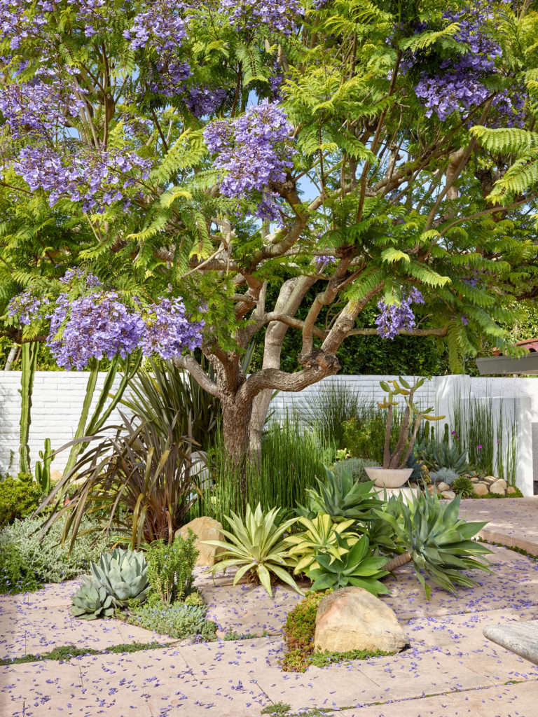 Palos Verdes yard with jacaronda tree, succulents