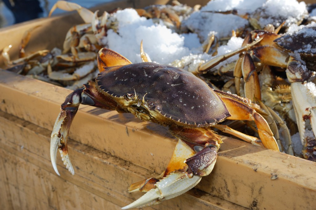 Dungeness Crab Season Kicks Off With Tons of Plump Crustaceans