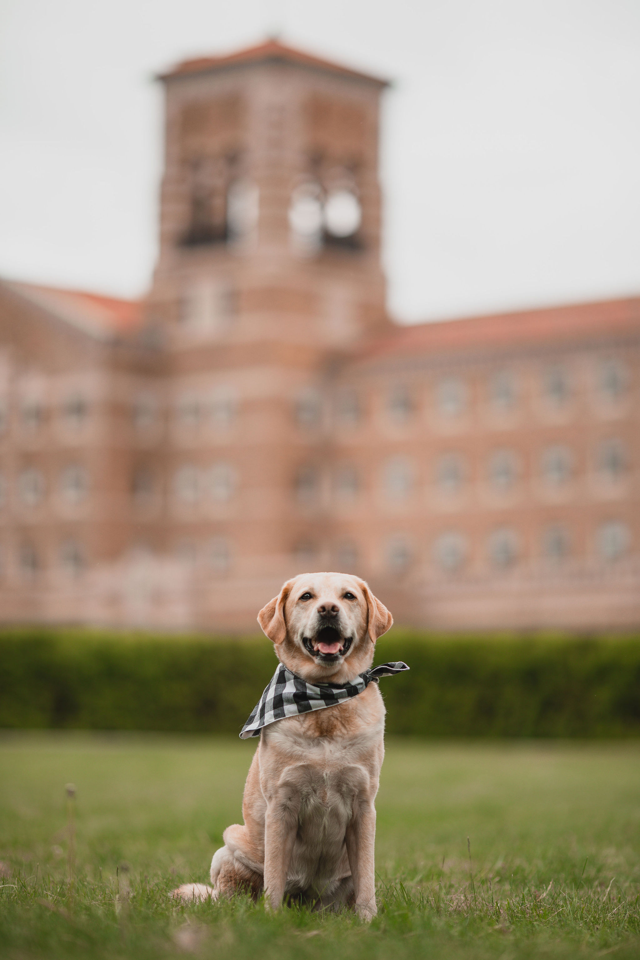 dog-friendly-resort-and-hotel