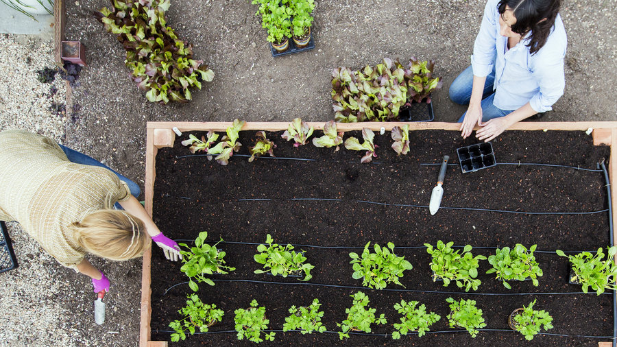 Raised Bed