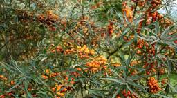 Sea Buckthorn Bush