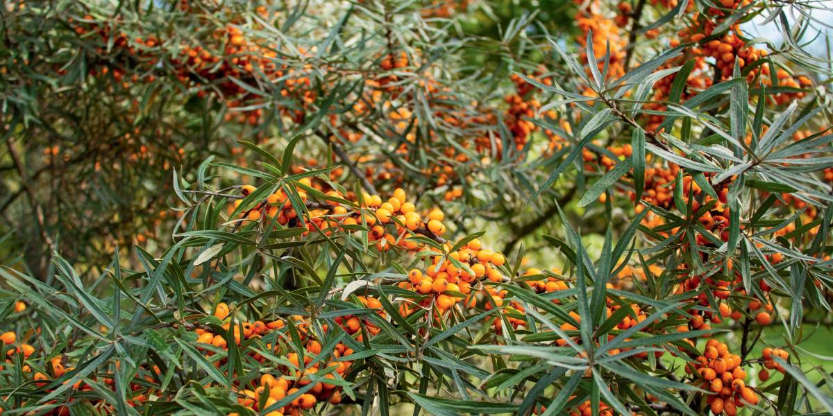 Sea Buckthorn Bush