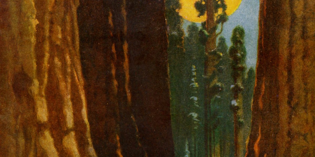 Sunset Cover with Santa and Redwoods