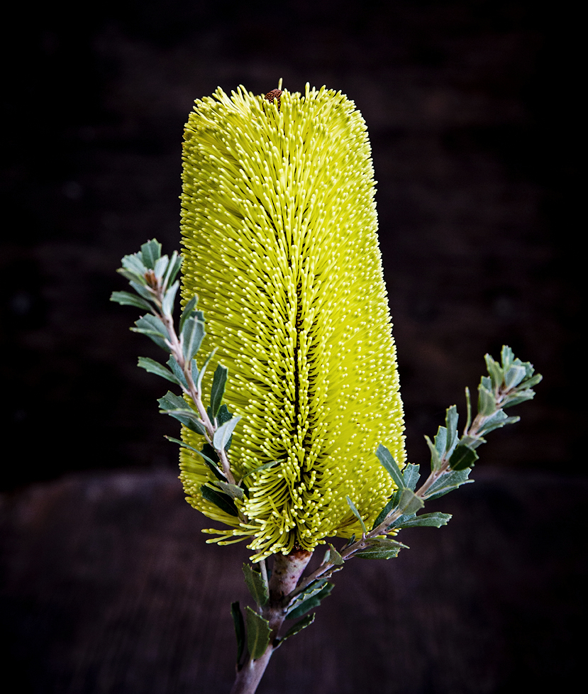 Banksia Protea