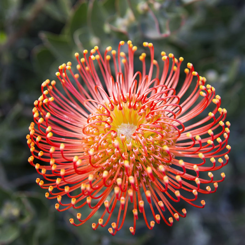 Leucospermum flame giant