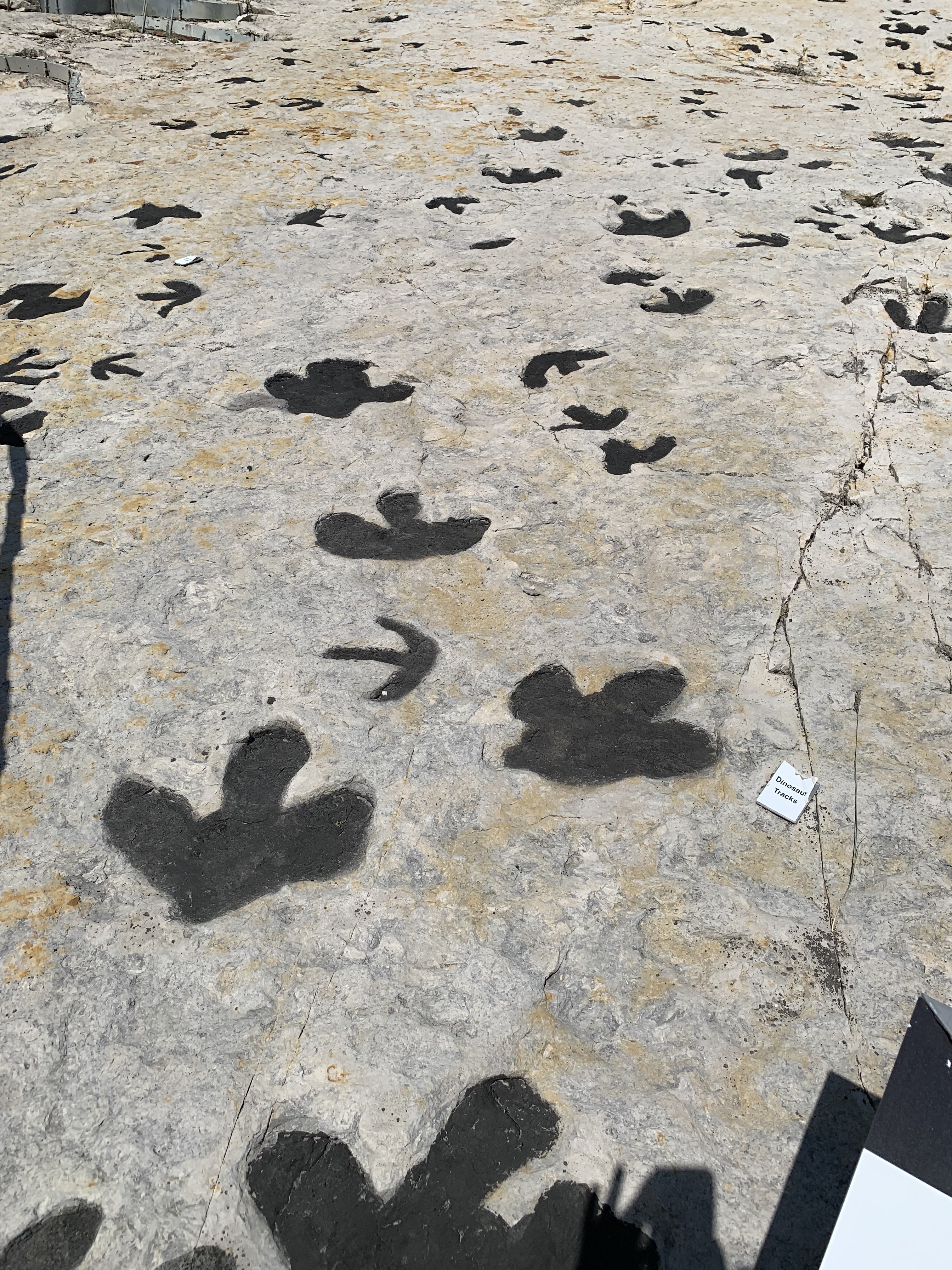 three-toed-footprints-on-a-cretaceous-age-rock-layer-show-an-ancient-beach-where-dinosaurs-gathered