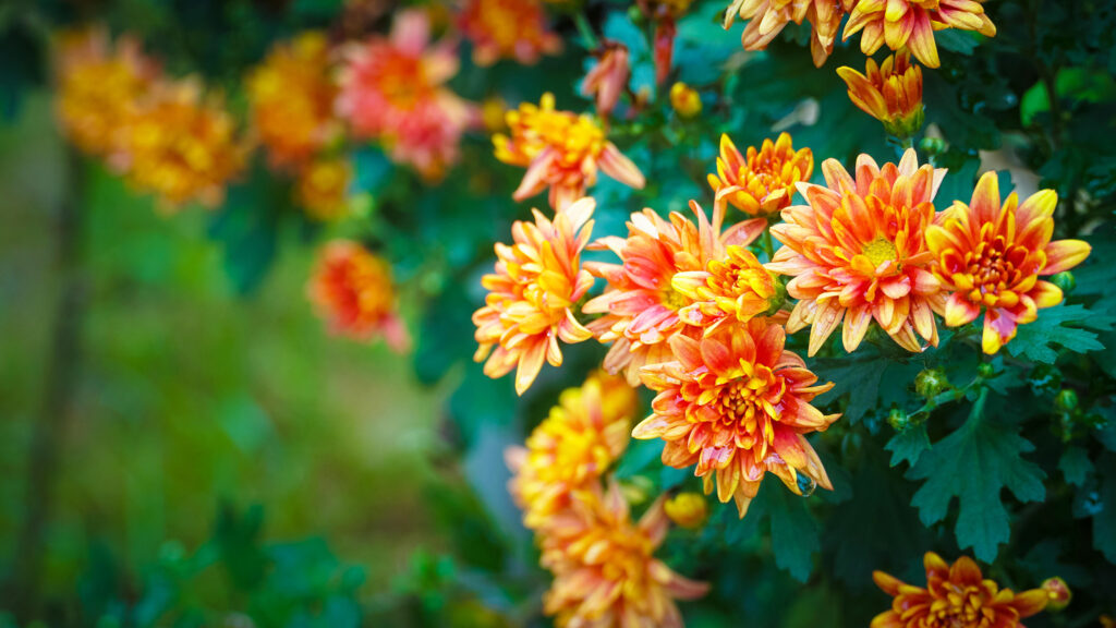 Fall Color Blooms (0823)