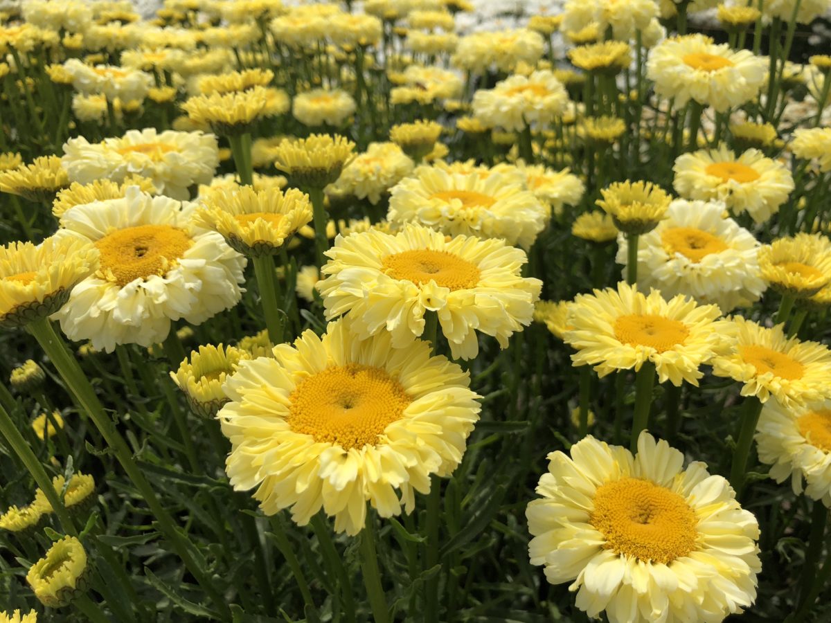 Leucanthemum 'Real Goldcup'