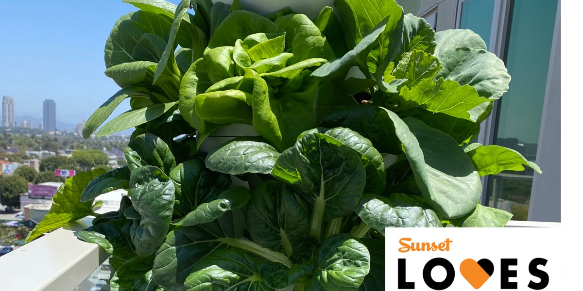 Farmstand Full of Greens