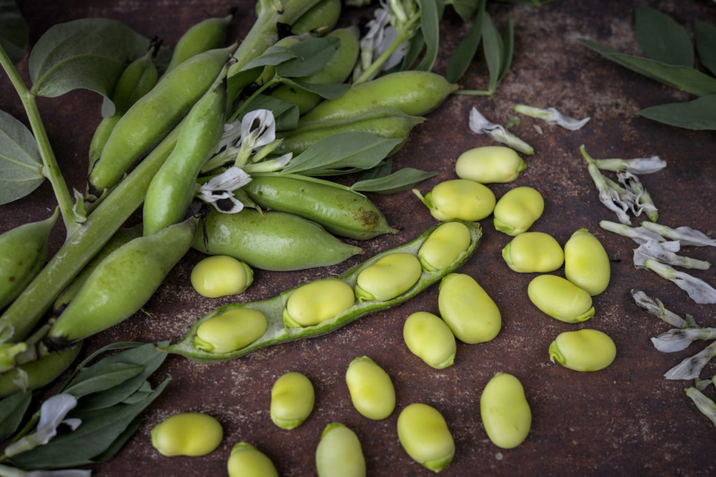 Fava Beans